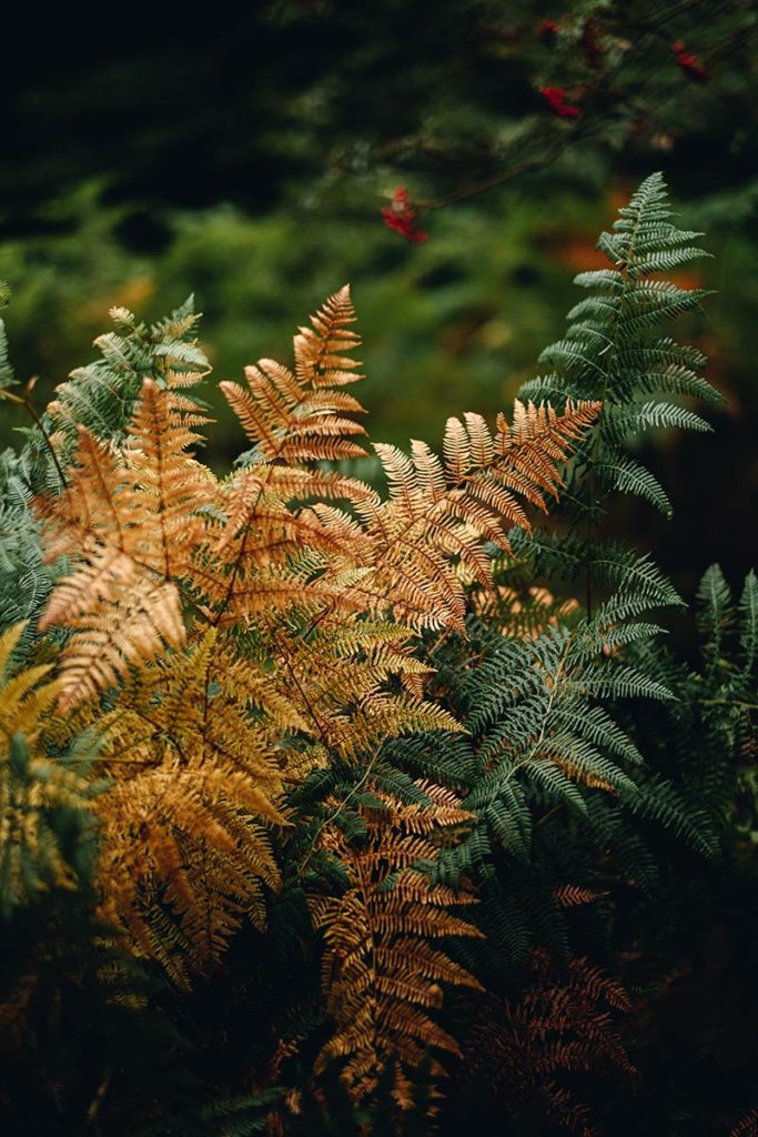 fougere vosges automne